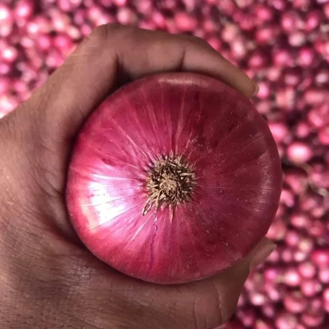 Лидер продаж, свежий лук высокого качества, новый урожай красного лука по оптовой цене из Индии