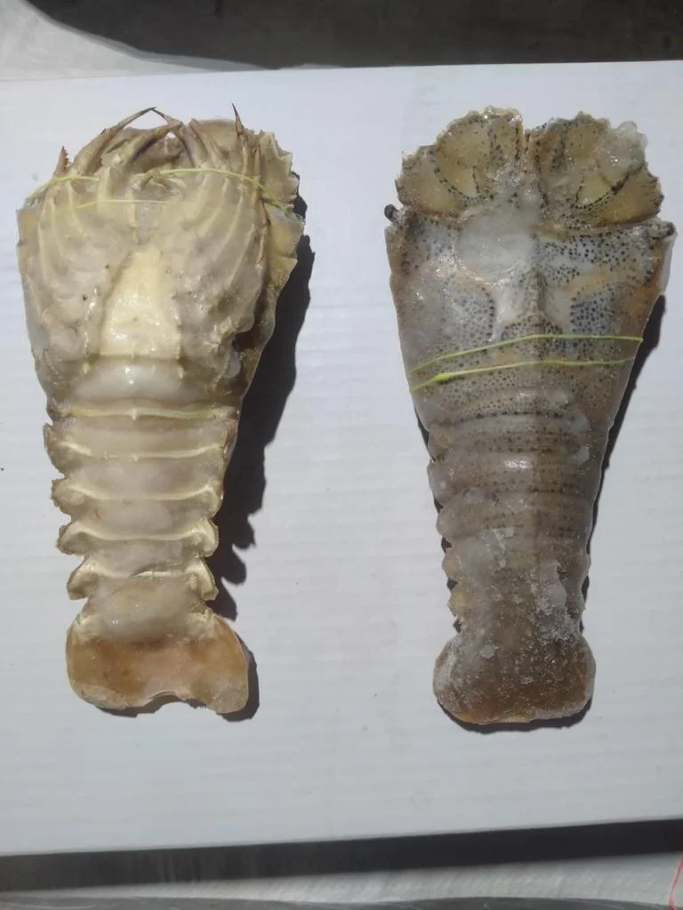 TOP QUALITY FROZEN SAND LOBSTER FROM INDIA