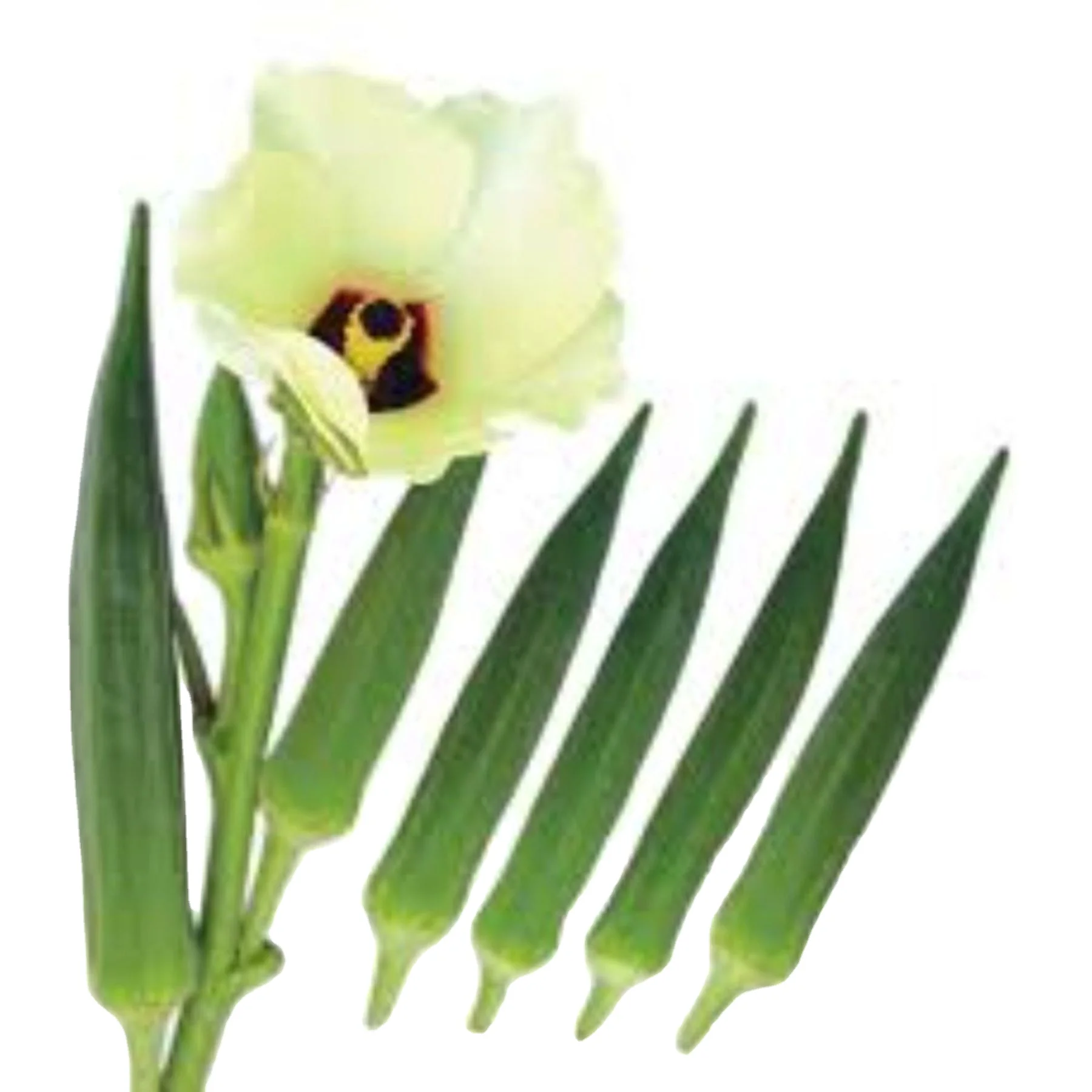 Компания-производитель Okra awa