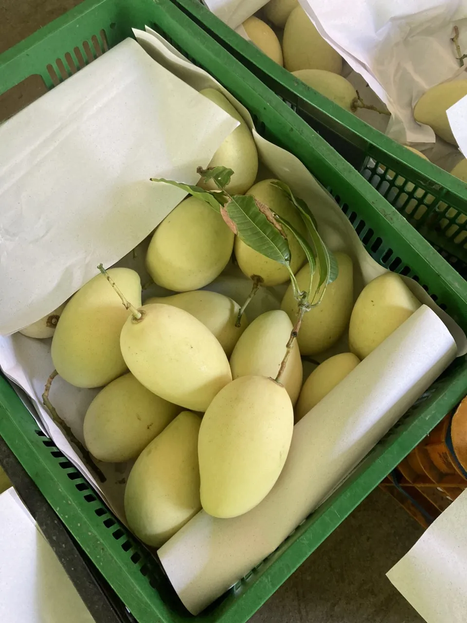 Свежая термообработка Cat Chu Mango (VHT) Vietnam Green +