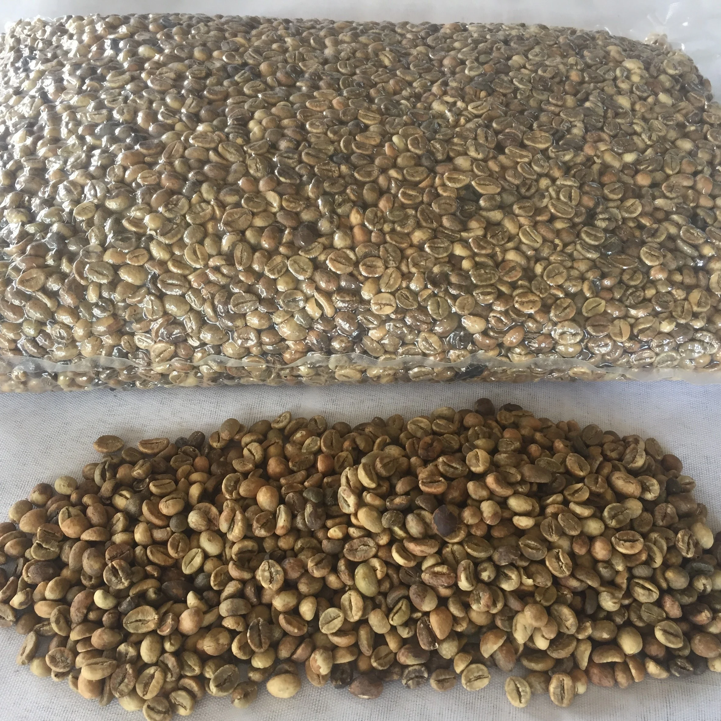 ROBUSTA GREEN COFFEE BEANS SERUNAI 100% Natural Hot Selling Indonesian Best Quality with Reasonable Best Price