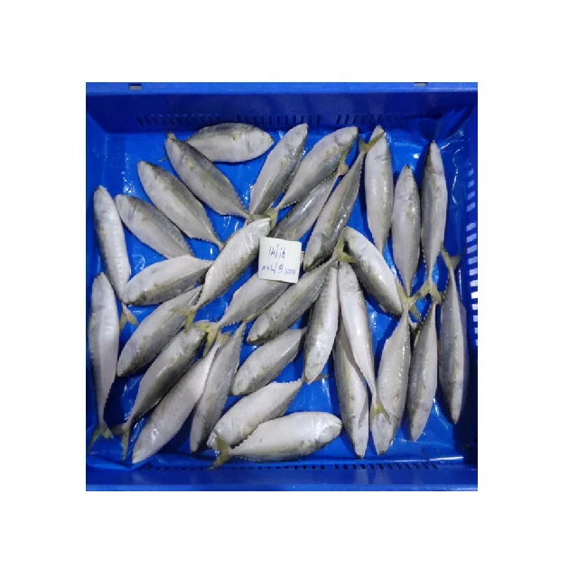 Продажа оптом самая популярная морская еда индийская скумбрия (RASTRELLIGER KANAGURTA)