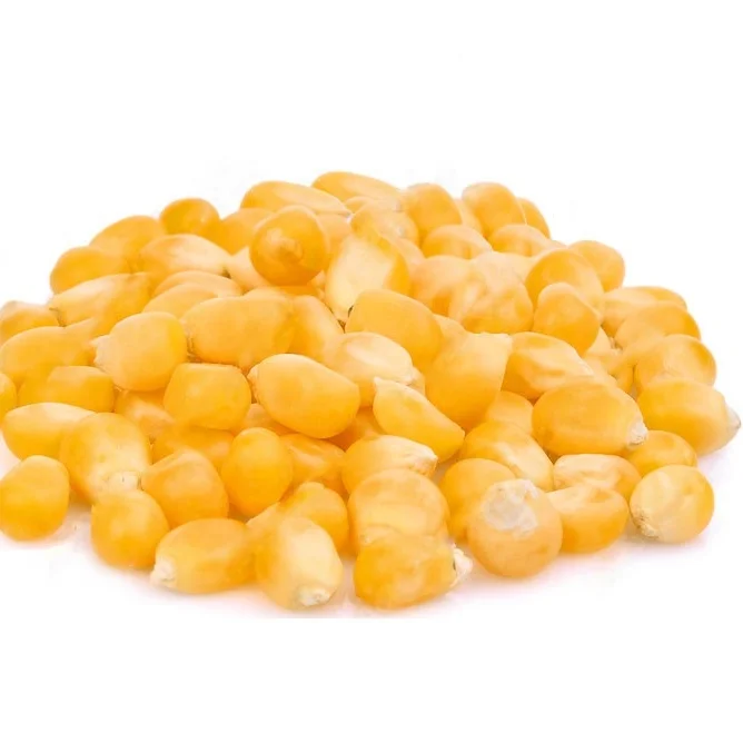 Высококачественная Желтая Кукуруза без ГМО, Таиланд, оптовая продажа