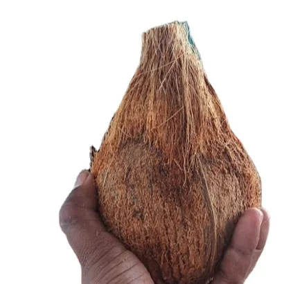 25 кокосовых орехов для продажи