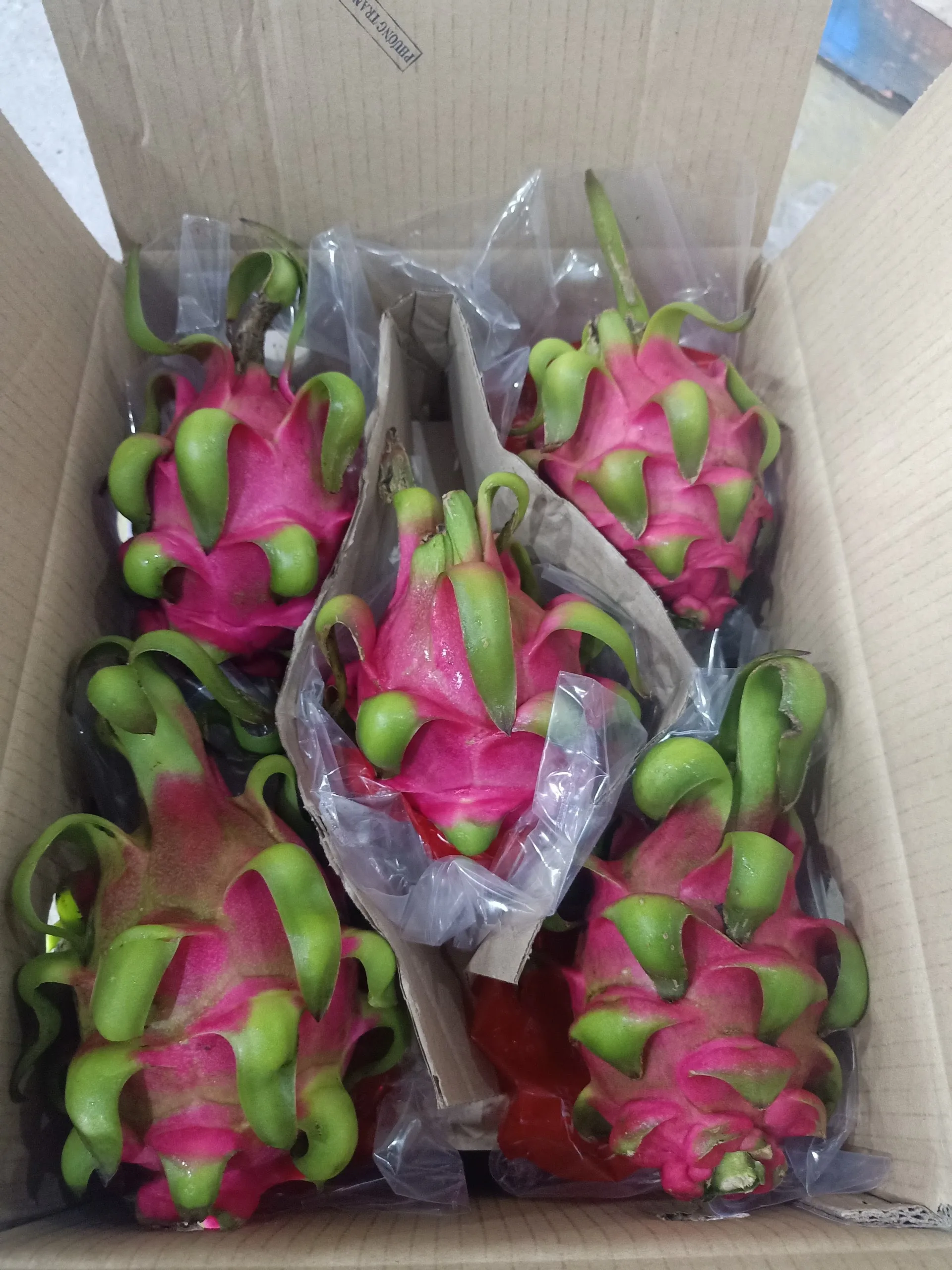 Wholesale Premium Quality Cheap Price White Red Fresh DRAGON FRUIT From Viet Nam
