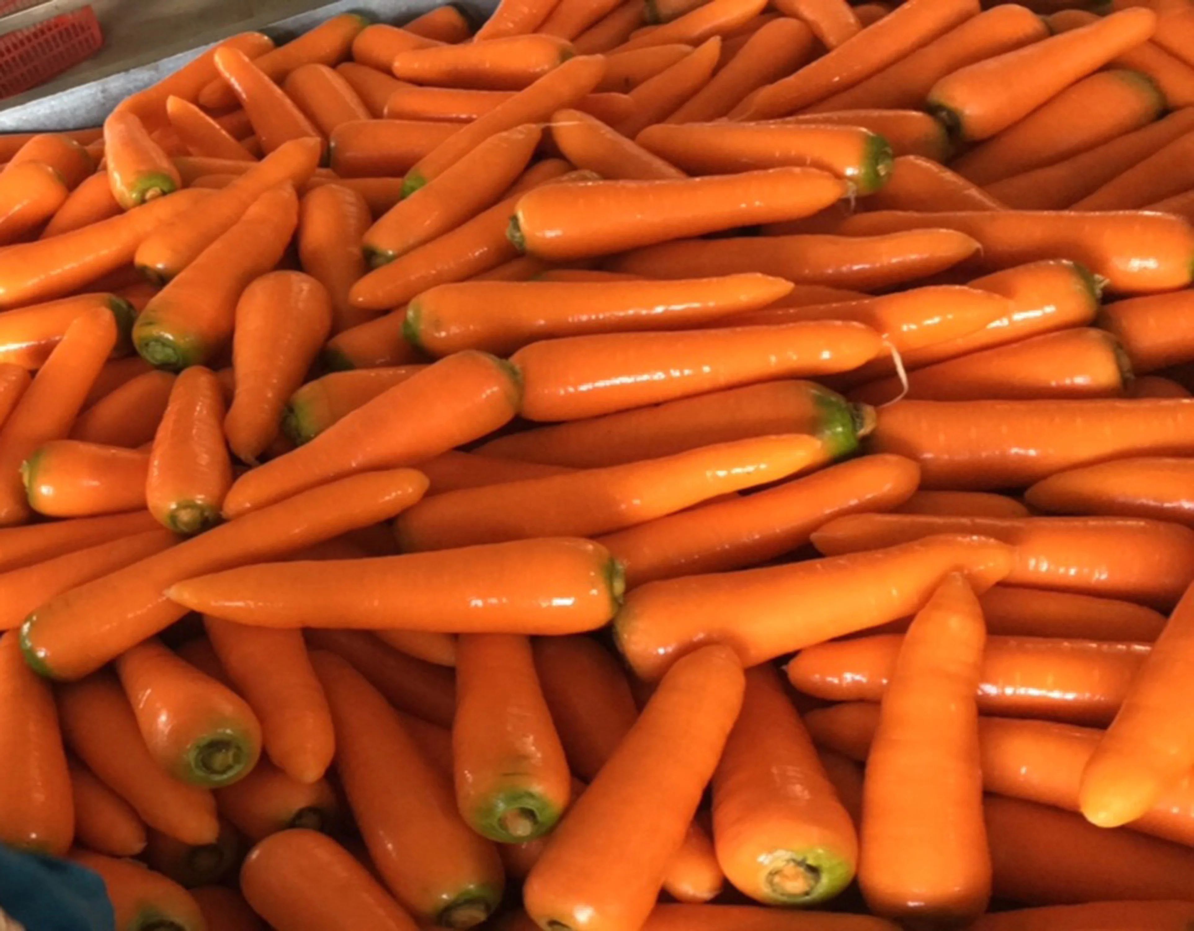 Красная свежая морковка вьетнамское производство высокое качество Лучшая цена (используется для основных блюд в Азии на Ближнем Востоке и т.