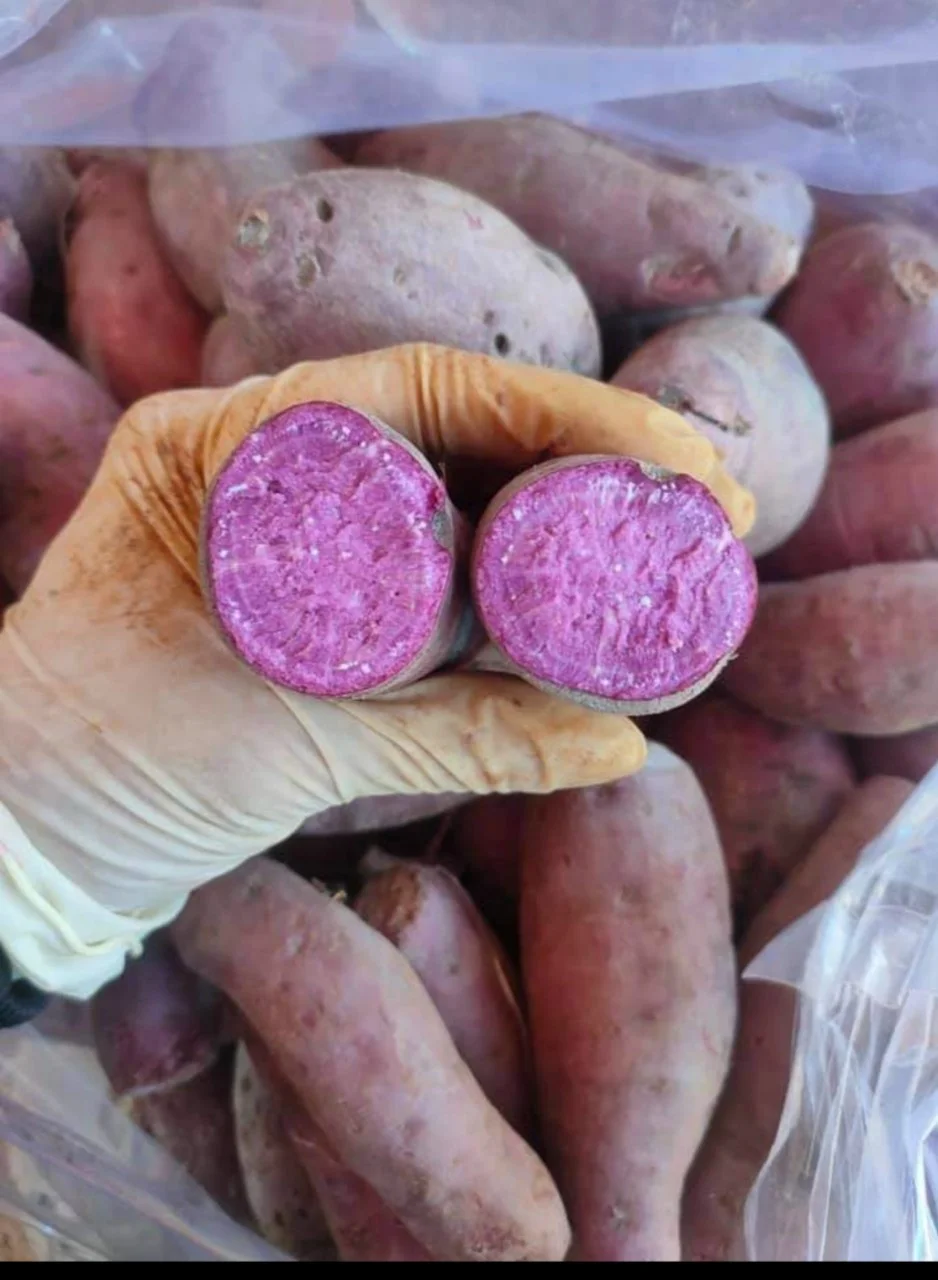 Фиолетовый сладкий картофель органический свежий из