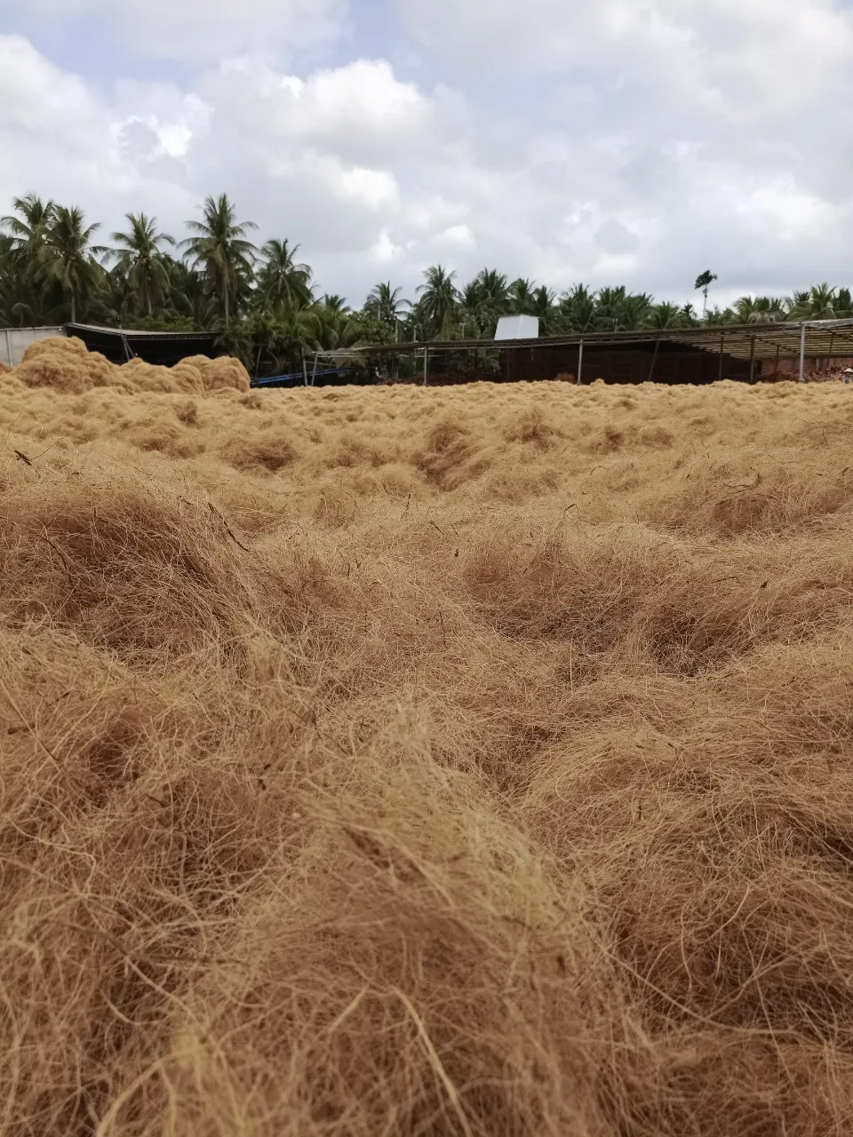 TOP RATED! High quality 2024 Export Coconut coir Fiber 100% Natural Coconut Fiber for mattress 24-28% moisture made in Viet Nam