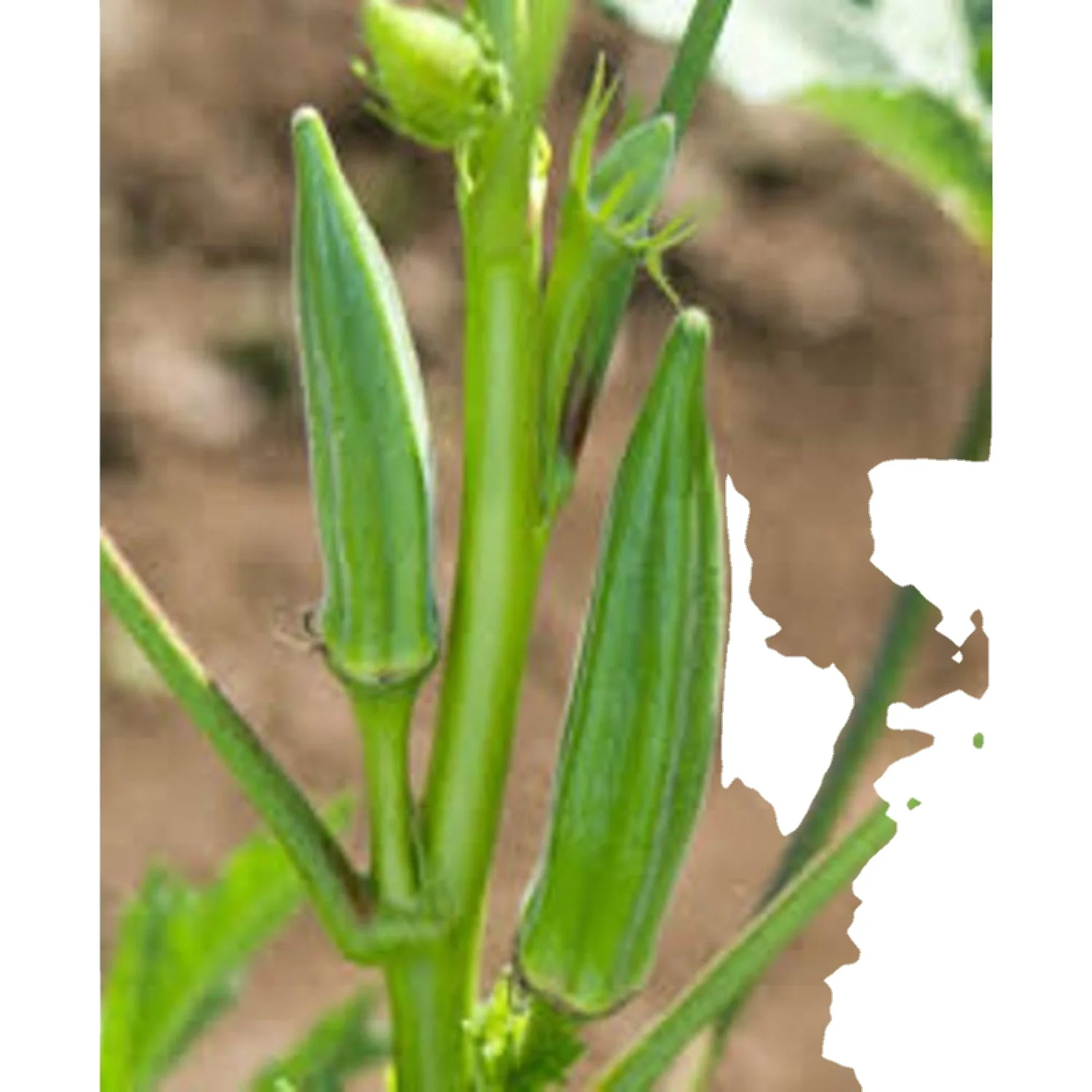 Упаковка крупными партиями в мешках HDPP для экспортного качества Okra Pusa Sawani / Okro потребления сельском хозяйстве