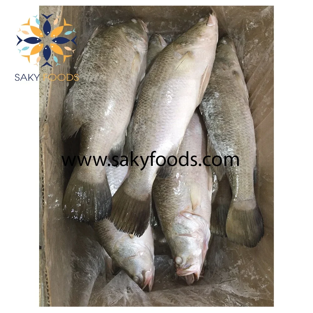 high quality frozen barramundi fillet