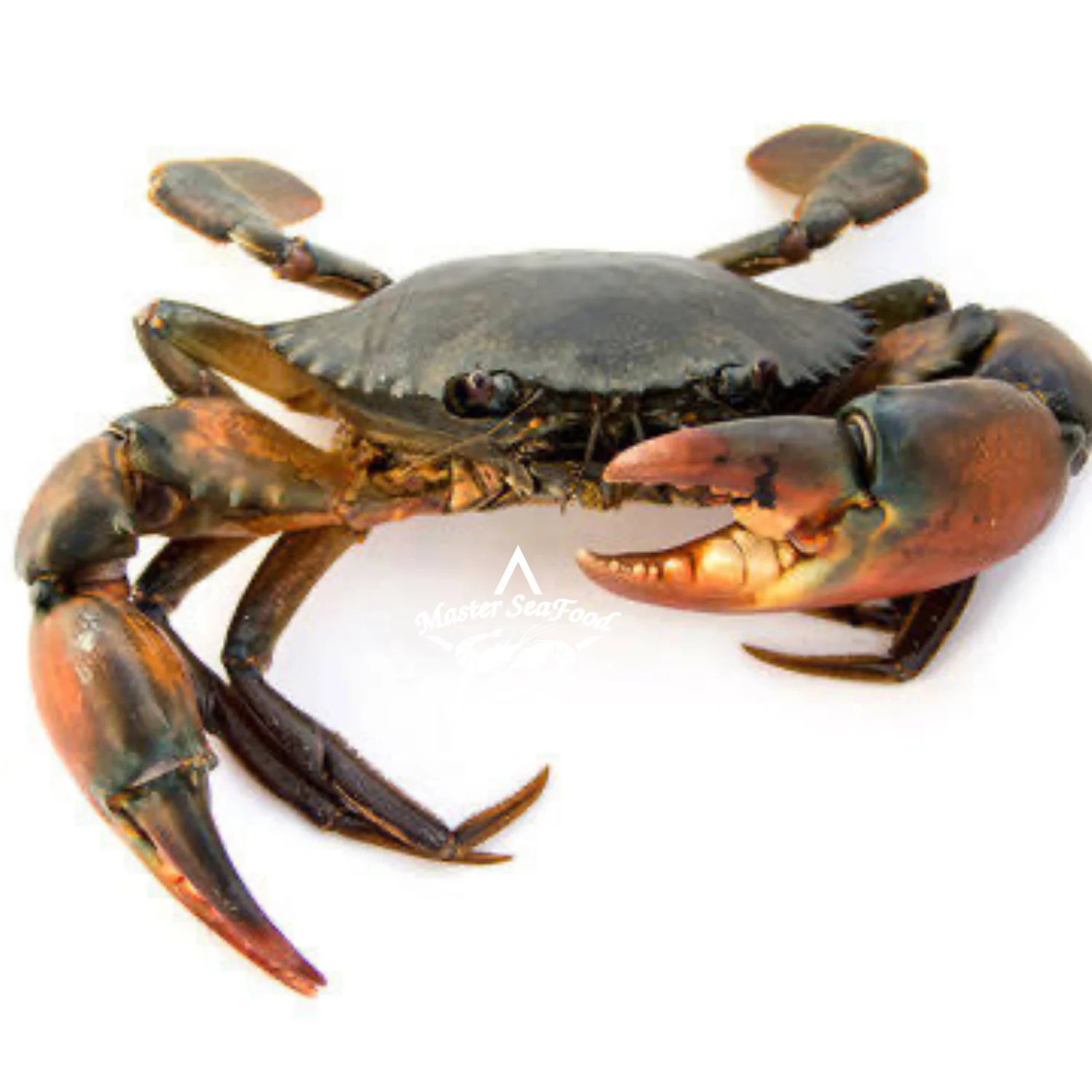 Mud Crab Frozen IQF Best Quality Master Seafood Product Size 300-1000gm Origin Bangladesh Wholesale offer Price