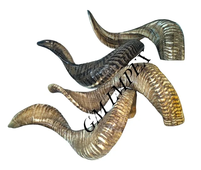 Finished and Raw Ram Horn Stocks from Indian Manufacturer Natural Crafts for Home Decoration Reasonably Priced Wholesaler