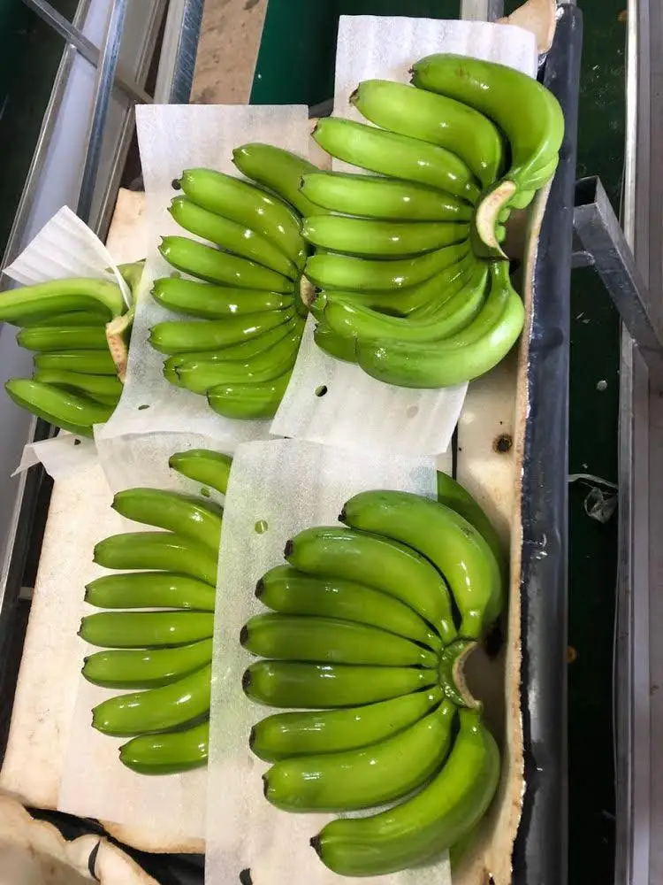 FROM VIETNAM TO YOU: PREMIUM CAVENDISH BANANAS READY FOR GLOBAL EXPORT - WHOLESALE