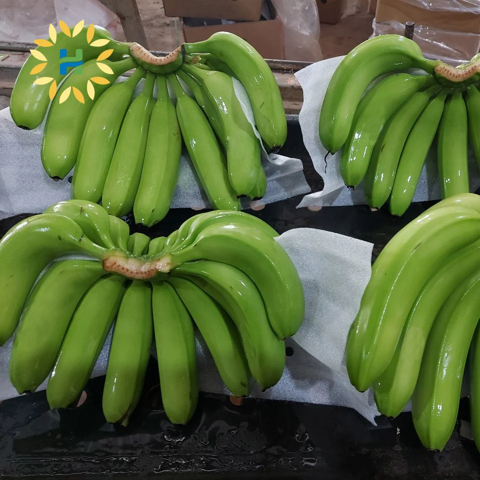 WHOLESALE FRESH CAVENDISH BANANA WITH ATTRACTIVE PRICE