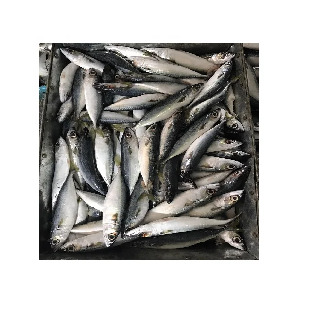 Дешевая заводская цена индийская поставка Тихоокеанская скумбрия морепродукты