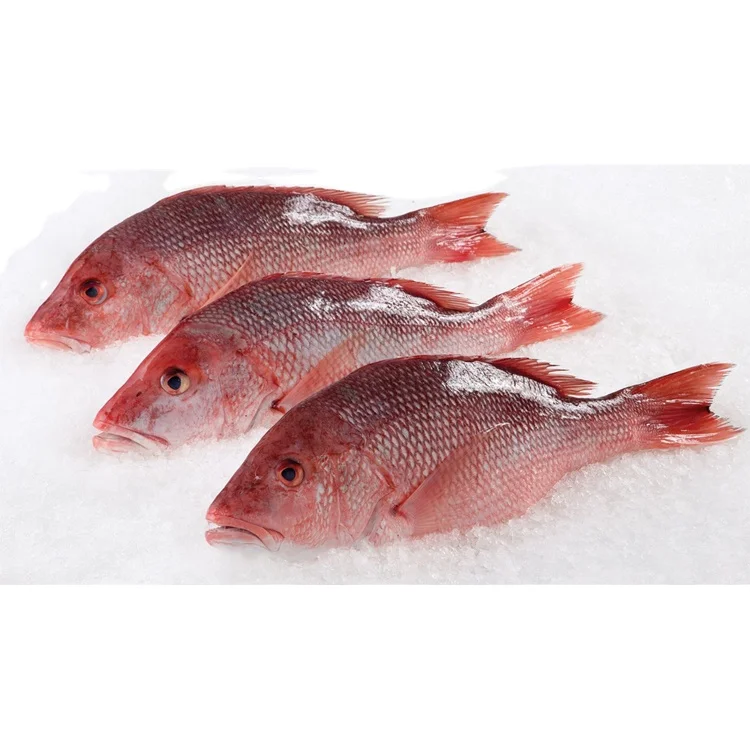 Exporting Frozen Clean Delicious Seafood Fish Best Bulk Supply Red Snapper at Low Market Price