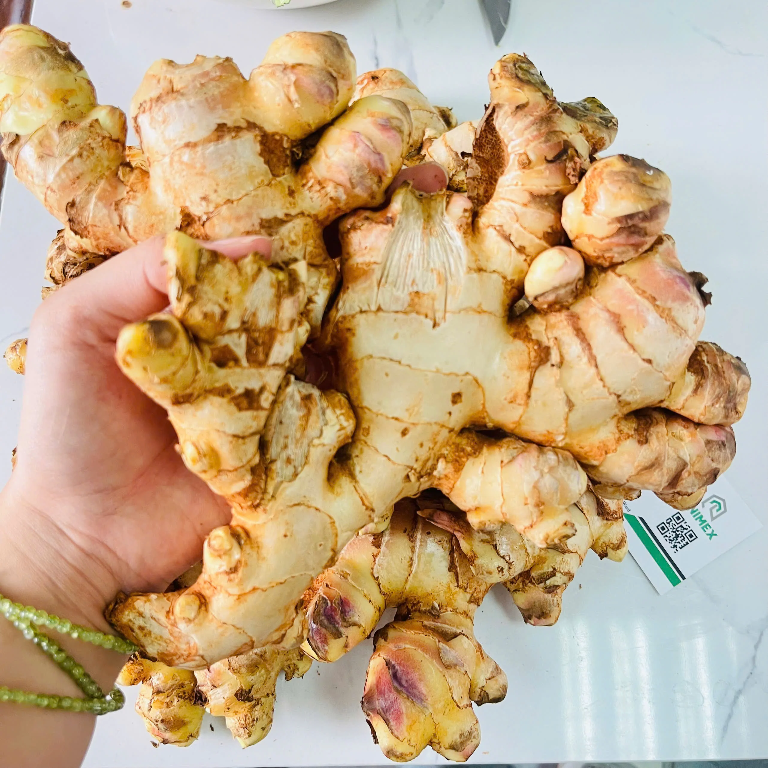 Fresh Ginger/ Gingembre | Best Quality in Vietnam (WhatsApp: +84366808683)