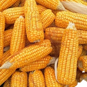 Dry Yellow Corn For Animal Feed Wholesale