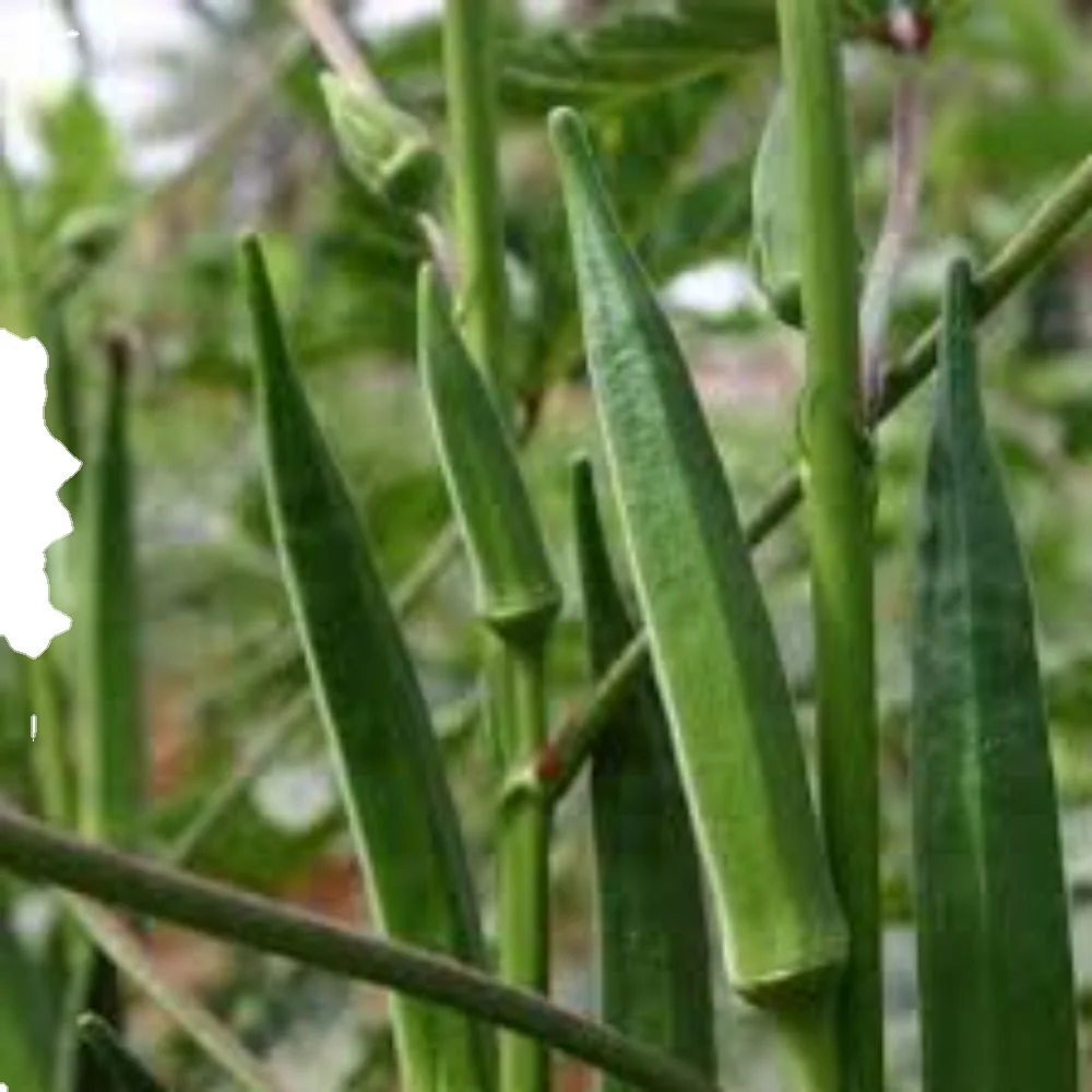 Indian green okra