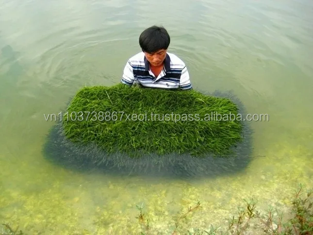 Органический вьетнамский дегидратированный морской виноград/деликатные водоросли/ (Ms. Jennie)