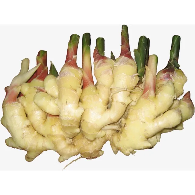 
NEW CROP 2021 FRESH YOUNG GINGER VIETNAM WITH BEST PRICE 