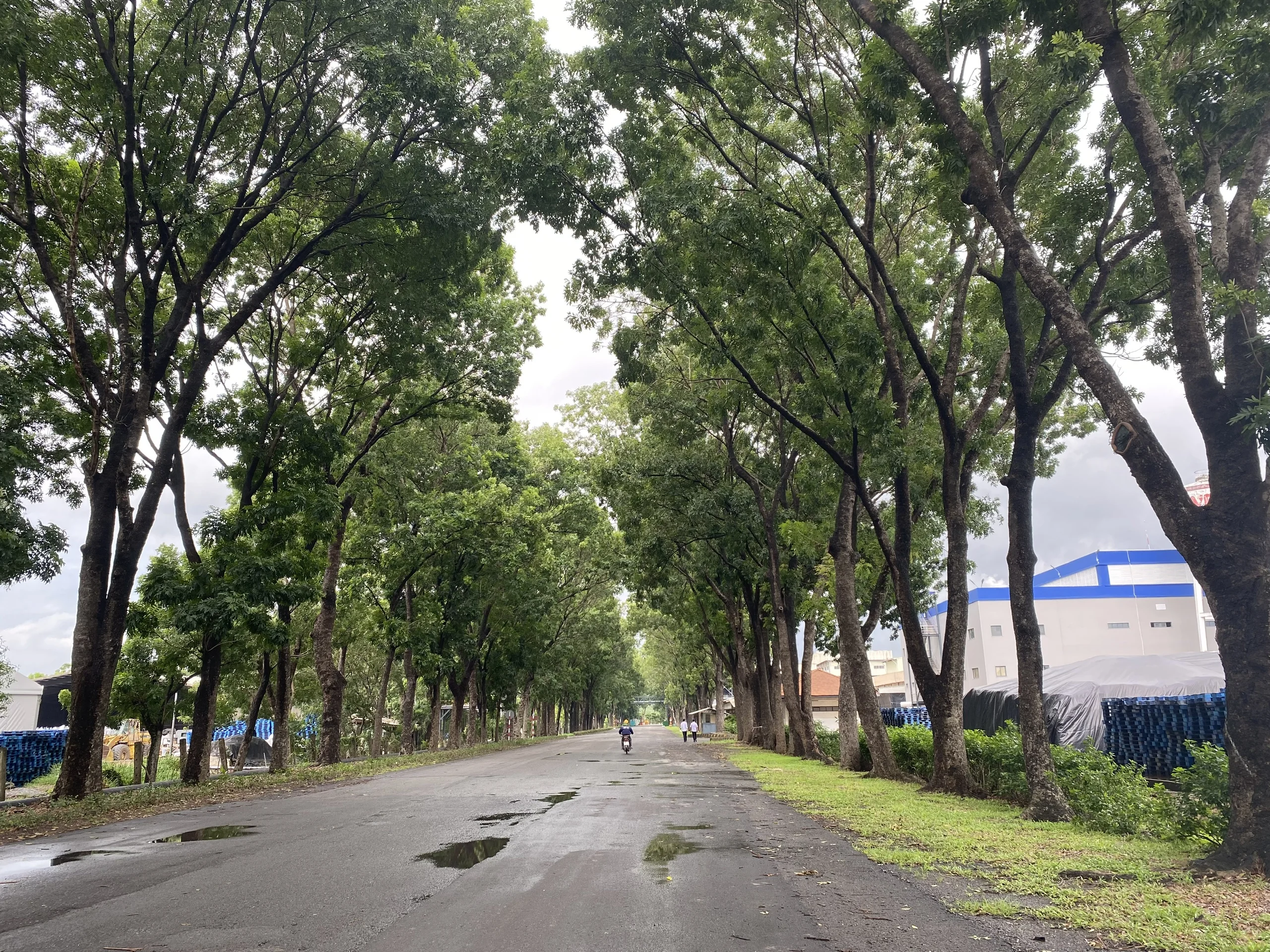 STARCH SODIUM OCTENYL SUCCINATE PREGEL for Cookie and Cracker