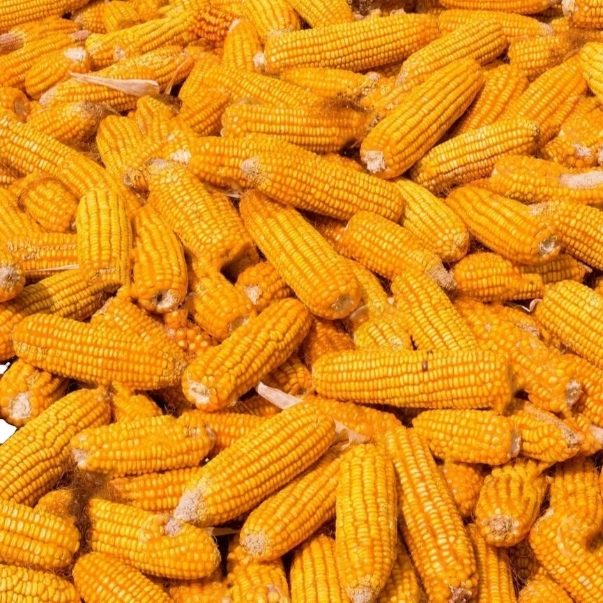 Whole sale  Yellow Corn Maize For Animal Feed Ready To Export From Thailand