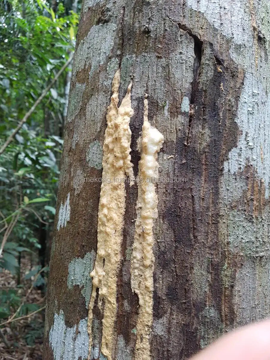 Wholesale Cheap Bulk Clean And Pure Hand Selected Benzoin Gum/ Benzoin Siam Resin For Oil From Viet Nam