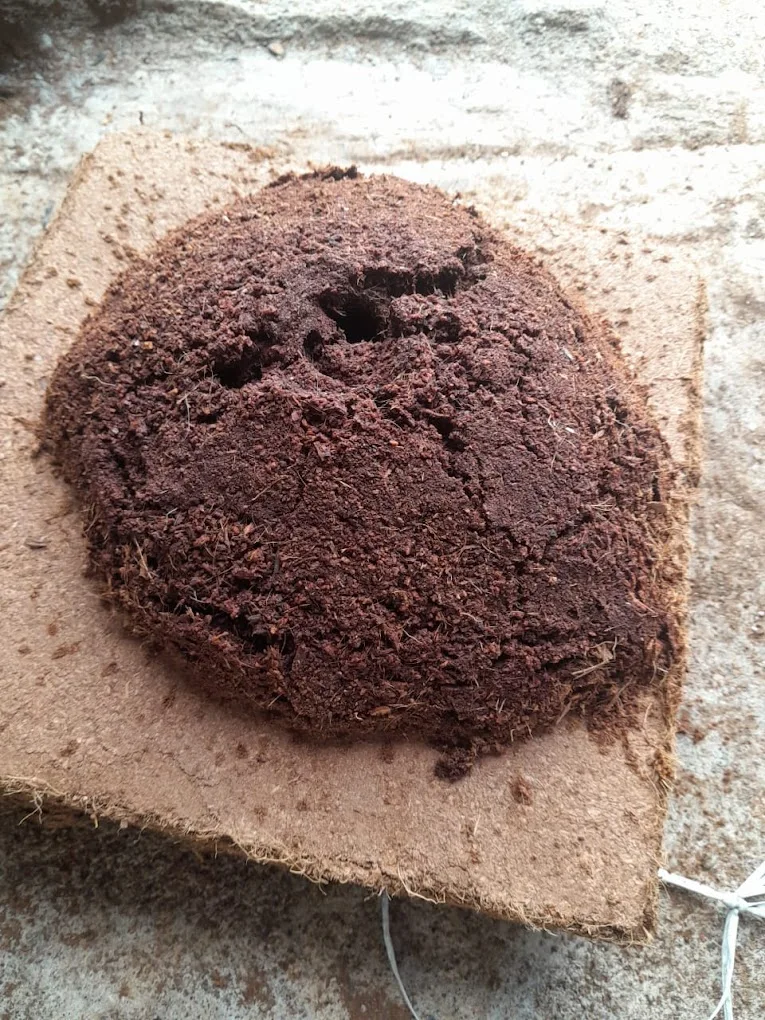 Coco Peat Briquette Low EC 5kg From Reputed Supplier of Organic Briquettes With High-Water Holding Capacity