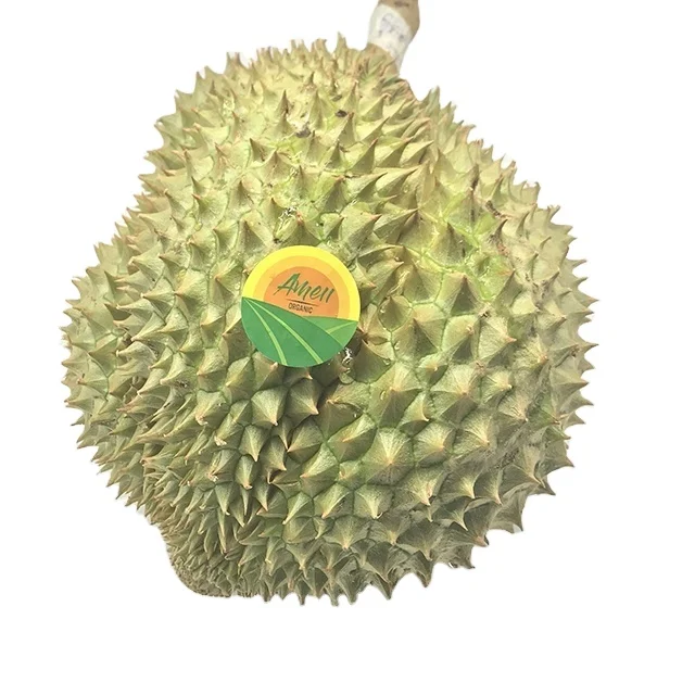 FRESH DURIAN, SWEET, FRAGRANT FROM VIET NAM