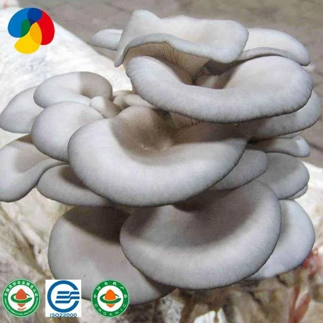 QiHe high-quality mass-produced factory oyster mushroom spawn logs for cultivation easy to grow