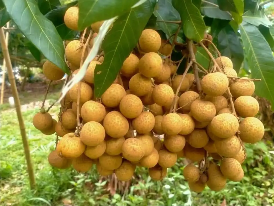 Longanic   Fruit Sweet  From Thailand