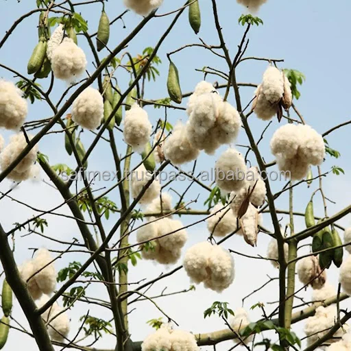 WHOLESALES NATURAL KAPOK FIBER 100% HIGH QUALITY FROM VIETNAM/NATURAL KAPOK FIBER UNBLEACHED FOR PILLOW MATTRESS FILLING