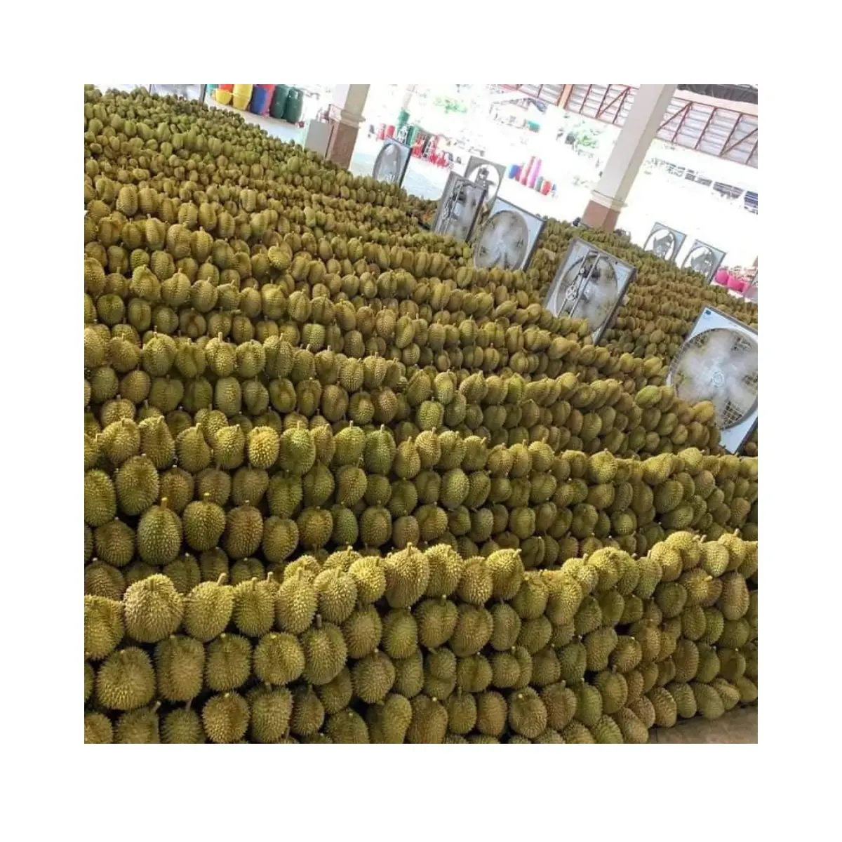 Experience the Taste of Thailand with Our Premium Quality Fresh Cut Durian - Imported Directly from the Finest Orchards, Ready t