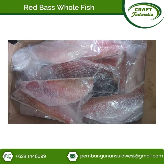 Direct Factory Supply Frozen Seafood Red Bass Fillet Fish at Great Price