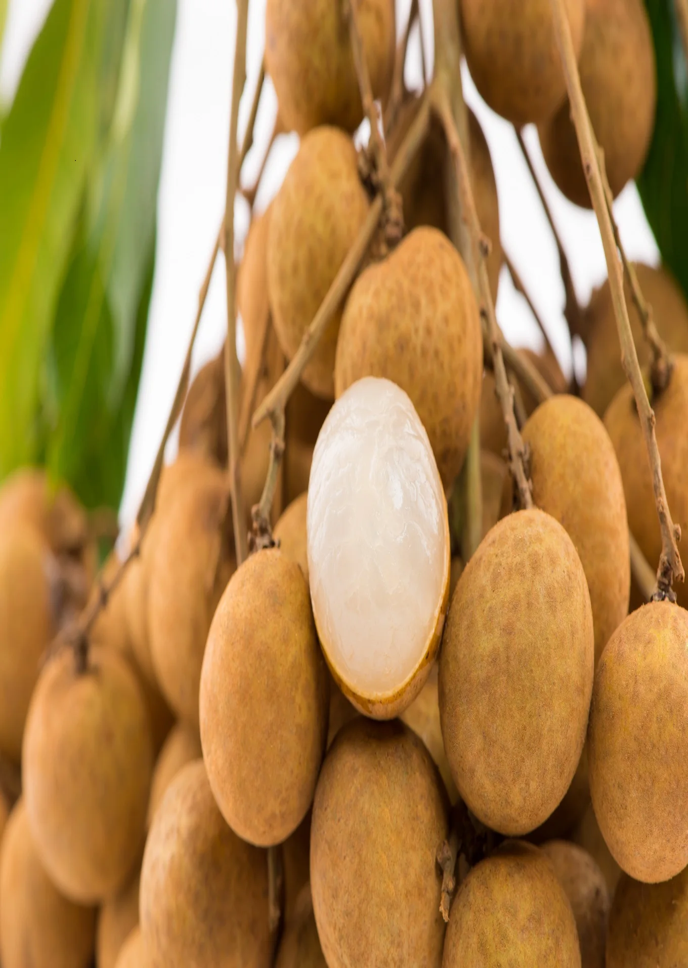 High Grade Fresh Fruit Can Tho Agriculture Sweet Taste >24.5MM Vietnam Longan In Carton Box Packaging