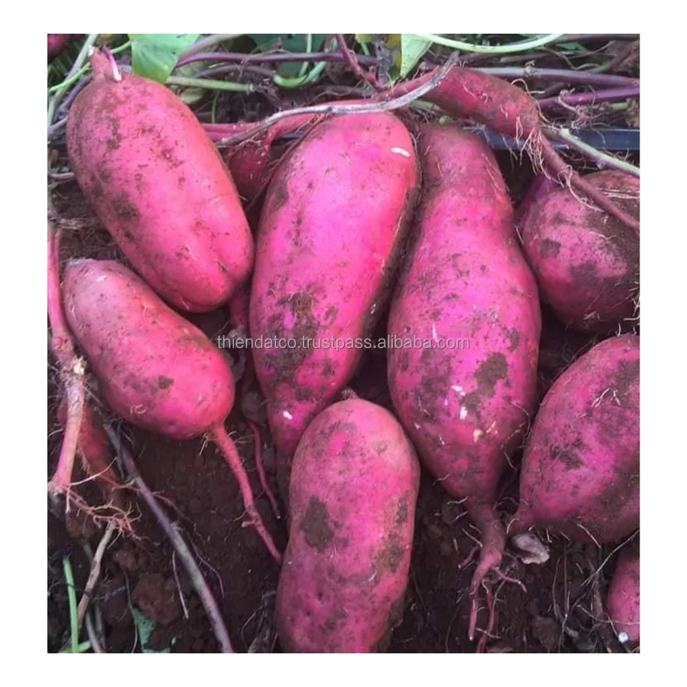 Лучшая цена обычные овощи и фрукты свежий мед фиолетовый сладкий картофель из Вьетнама для продажи