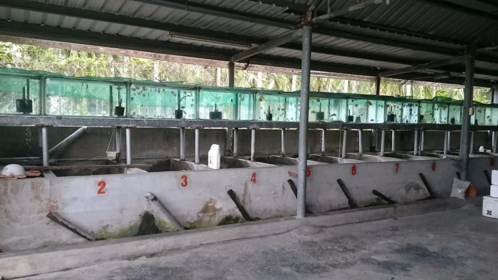 
Farm bred Aulonocara maylandi African Malawi Cichlids For sale 