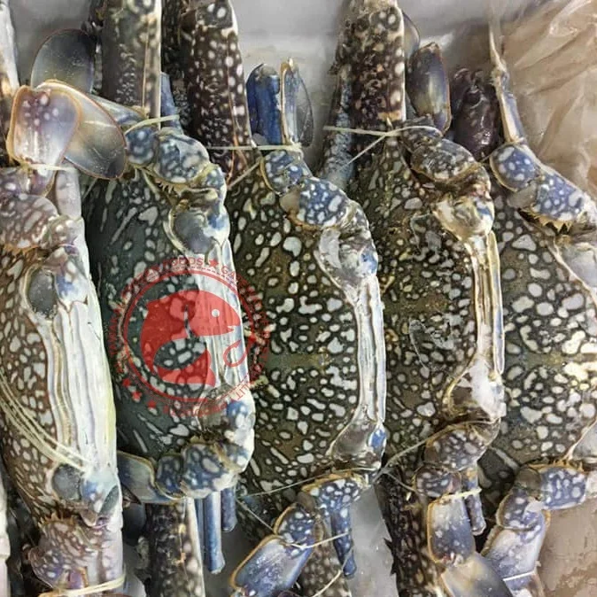 Frozen Blue Swimming Crab Whole Pakistani Origin Whole Blue Swimming Crab For Export in Bulk Quantity