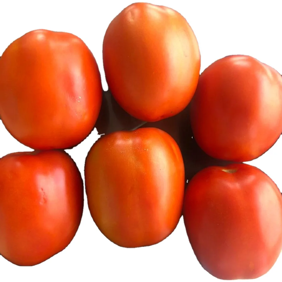 
2021 HIGH YEILDING HYBRID TOMATO SEEDS 3030 FOR PLANTATION SQUARISH ROUND 10 GMS BAG 
