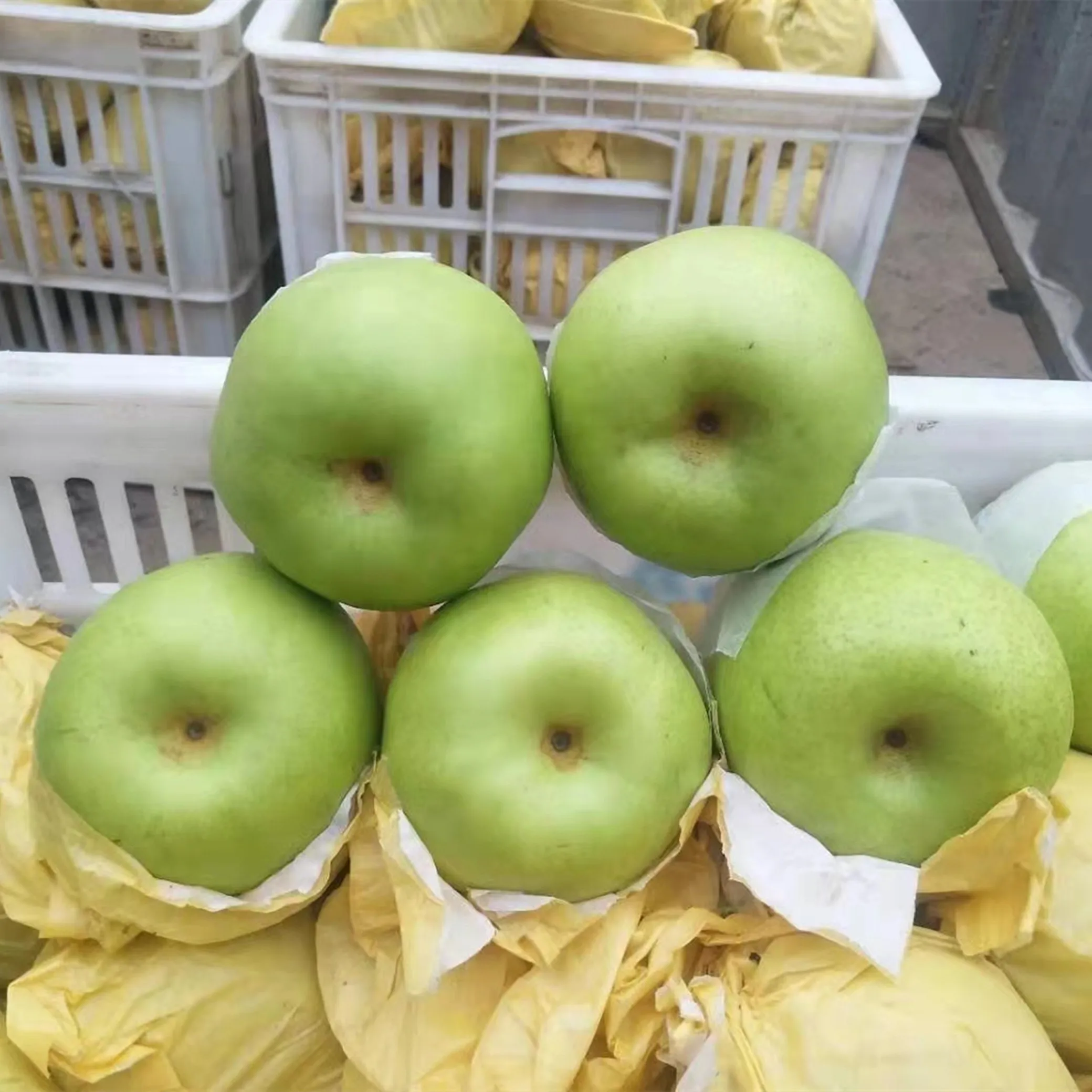 Fresh Golden Yali Pears Crisp and Juicy Agriculture Variety Pear Fruit