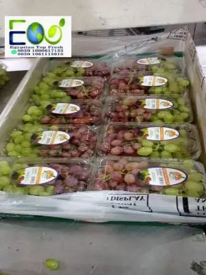 New season 2022 of fresh green grapes without seedlings for the new year ready for export from Egypt