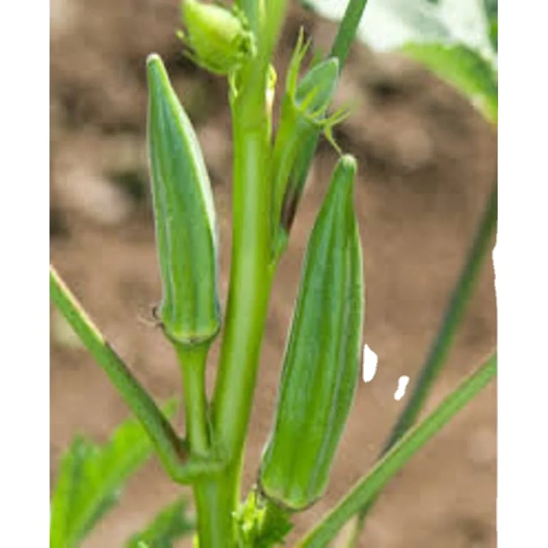 Темно-зеленый Окра/окро на экспорт для зеленой