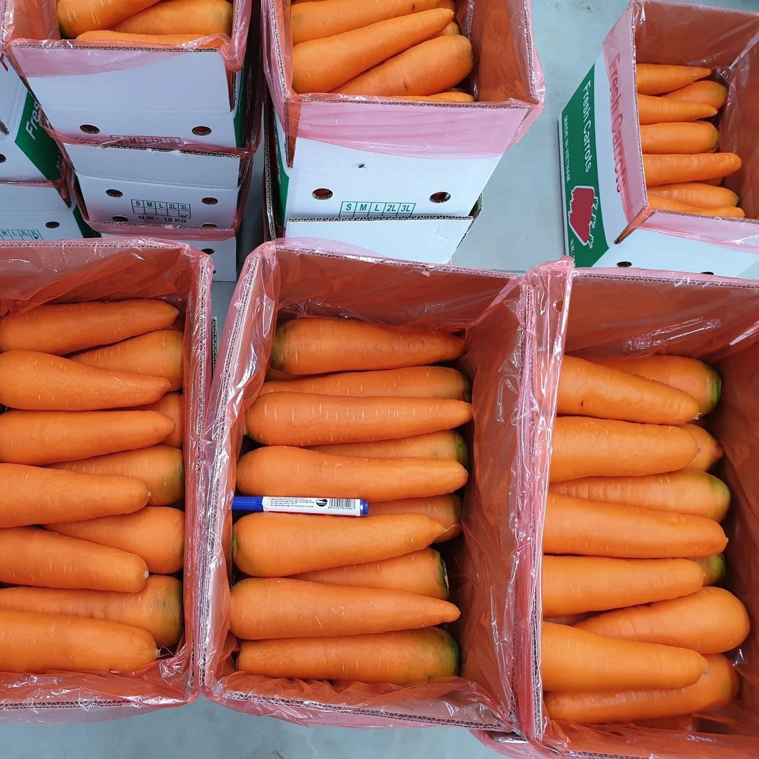 Fresh Vegetables Common Cultivation Export quality  Natural sweet Fresh Carrot From Vietnam