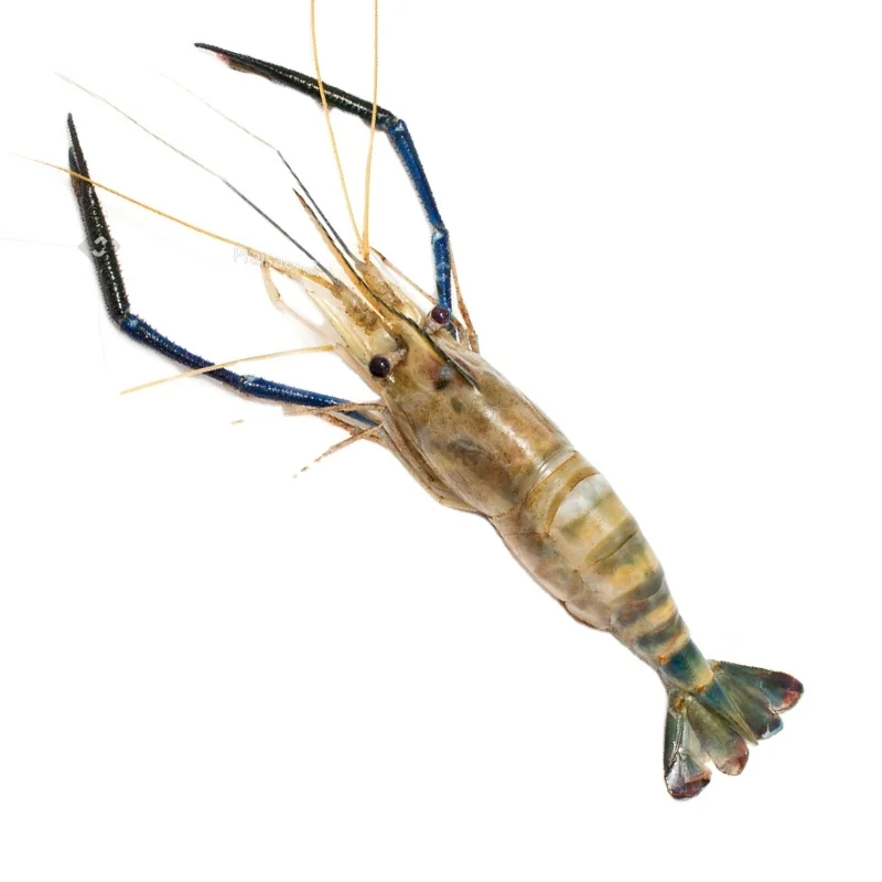 IQF Frozen largest Scampi Shrimp Freshwater prawn from Vietnam