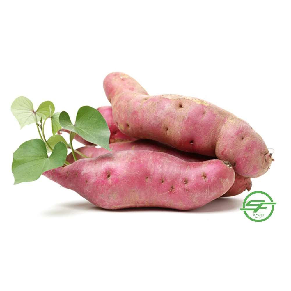 High Quality Customized Low MOQ Fresh Sweet Potato Vietnamese Yellow Sweet Potatoes From Vietnam