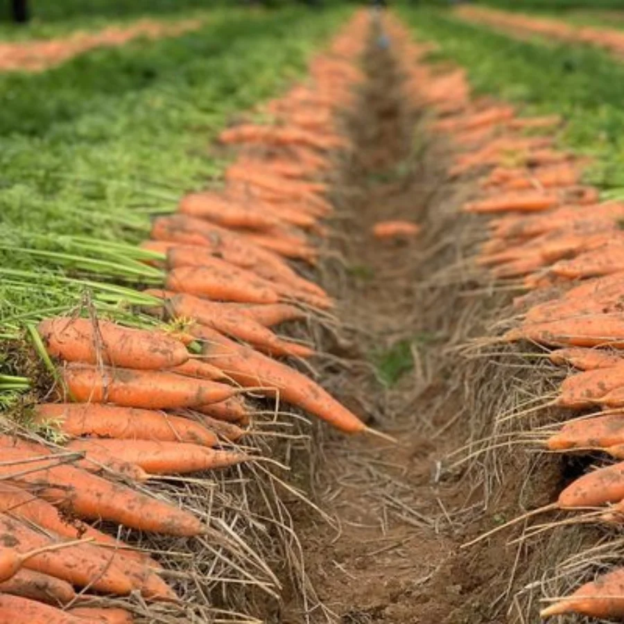 [BIG SALE 2022] New Arrival High Quality Wholesale Fresh Carrots Viet Nam - Cheap Price Ready To Ship