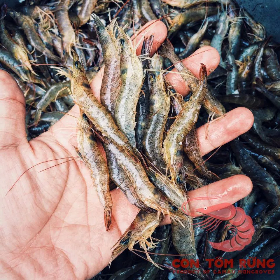 Wholesale Best Selling Price Good Quality Air Processing Headless 5 months Shelf Life Traditional Dried Shrimp from Vietnam