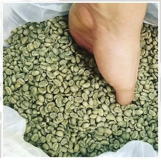 Вьетнамская зеленая фасоль ROBUSTA ARABICA кофе Лучшая цена Хорошее качество S16 S18 чистый сорт 1 упакован в мешок 60 кг