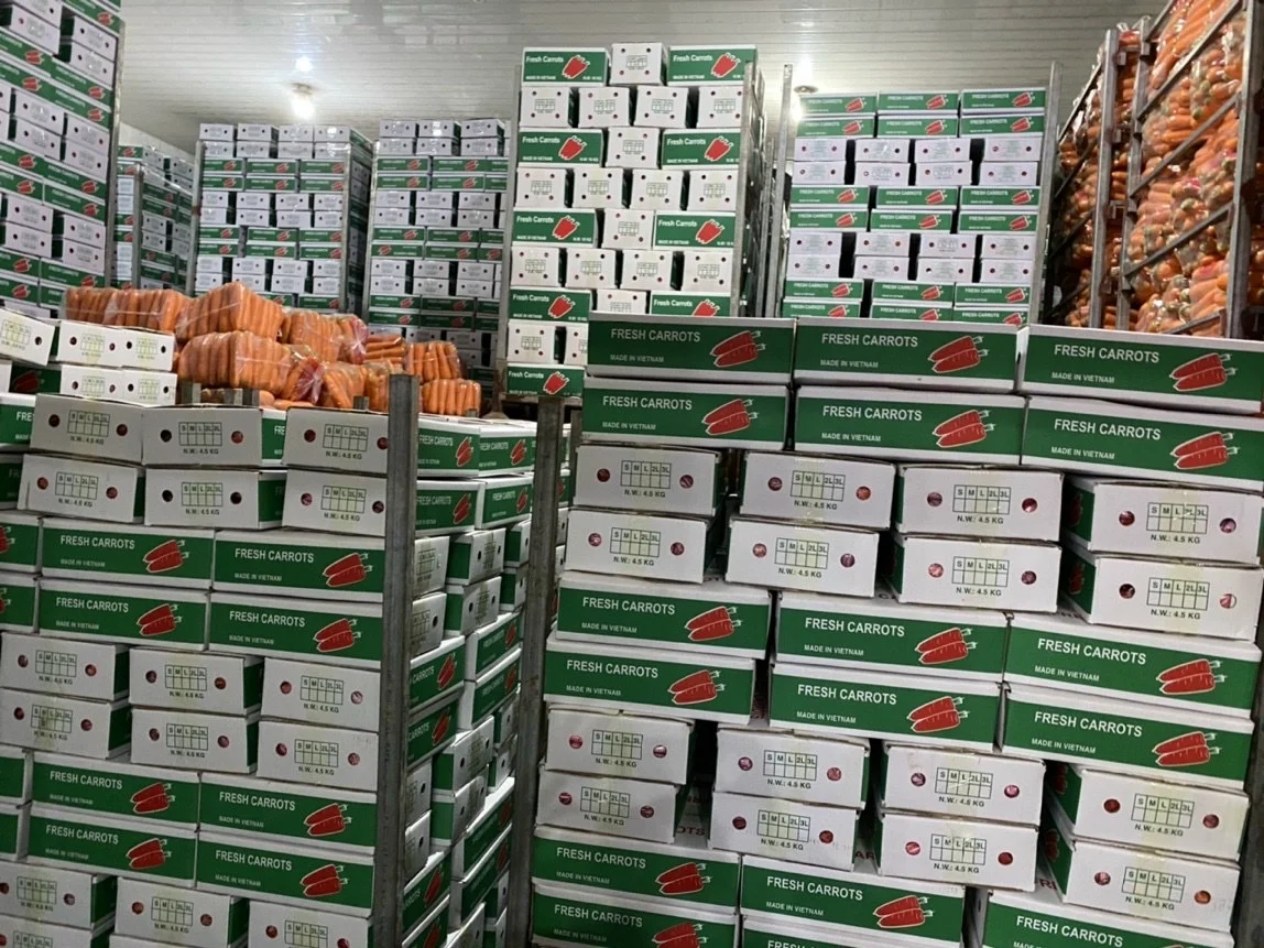 Fresh Vegetables Common Cultivation Export quality  Natural sweet Fresh Carrot From Vietnam